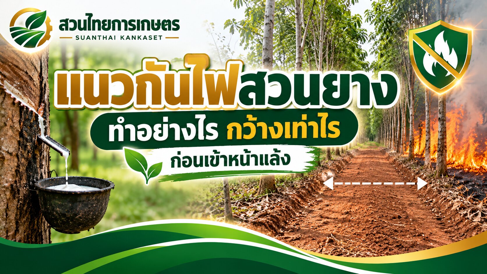 แถวต้นยางพาราและพื้นสวนยางที่มีใบไม้ร่วง